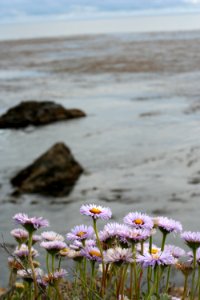 Flowers and the Sea