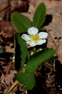Strawberry, April 2018--Warren Bielenberg