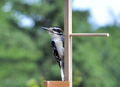 Wildlife avian fowl photo