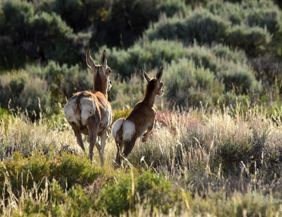 Pronghorn on Seedskadee National Wildlife Refuge