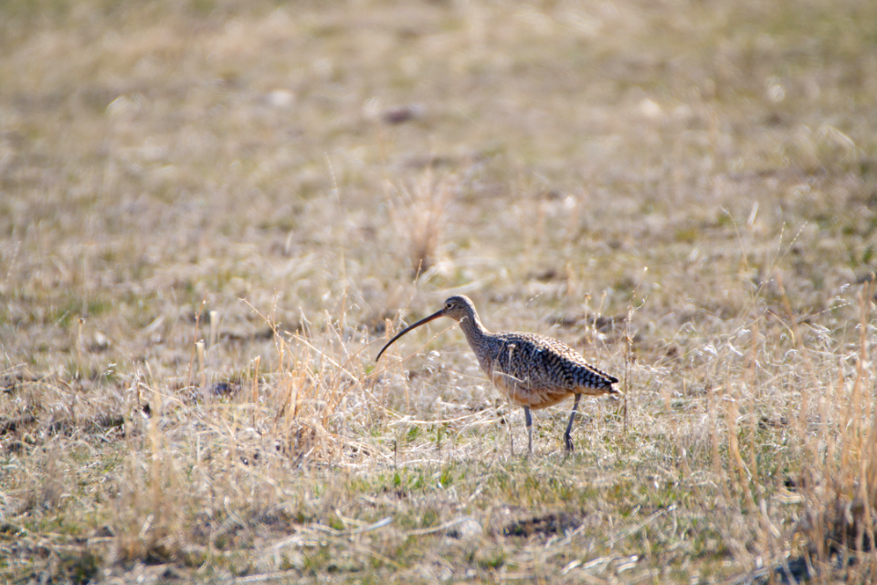 Long-billed Curlew photo