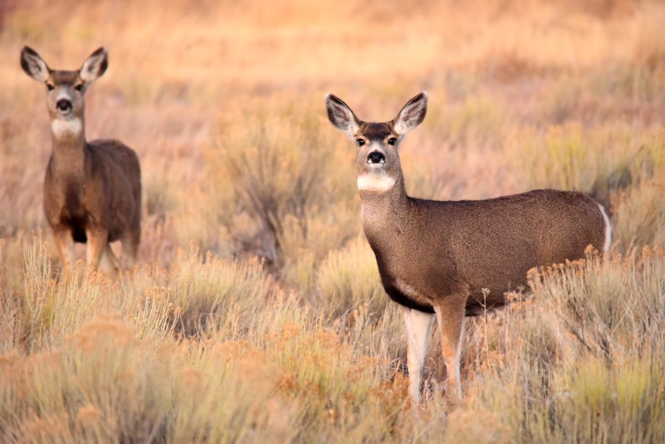 Mule deer at Seedskadee National Wildlife Refuge