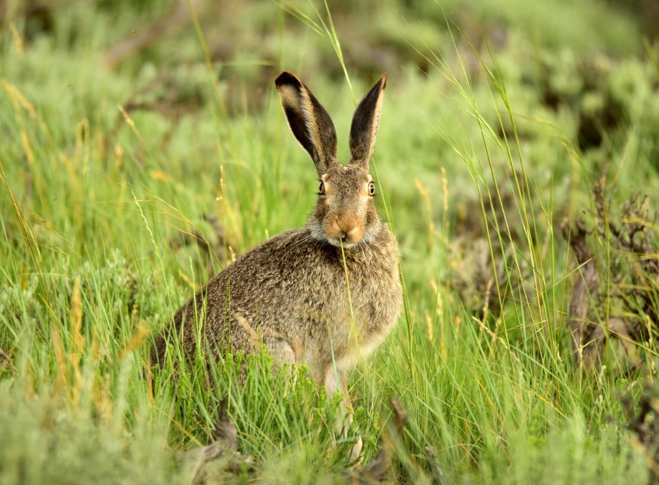 White-tailed jackrabbit at Arapaho National Wildlife Refuge
