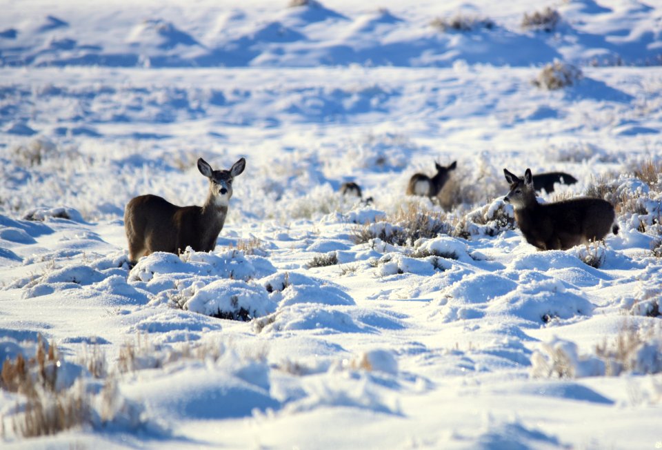 Mule deer at Seedskadee National Wildlife Refuge