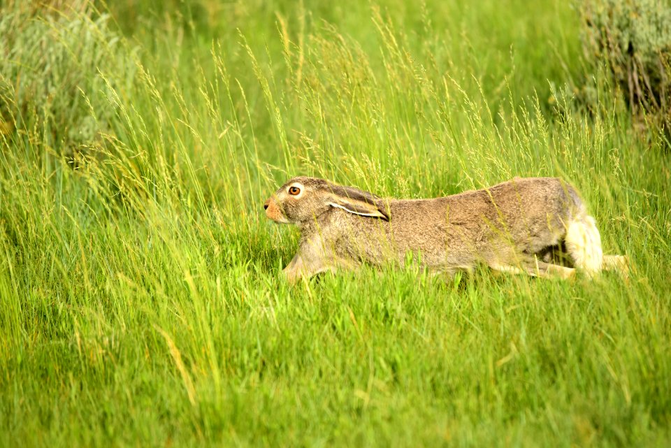 White-tailed jackrabbit at Arapaho National Wildlife Refuge