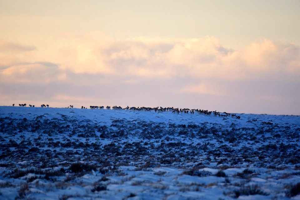 Pronghorn on the move at Seedskadee National Wildlife Refuge
