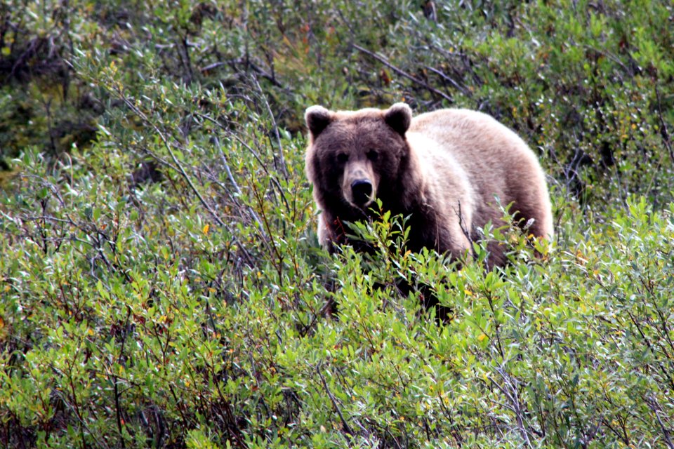 Brown Bear At Denali National Park 1