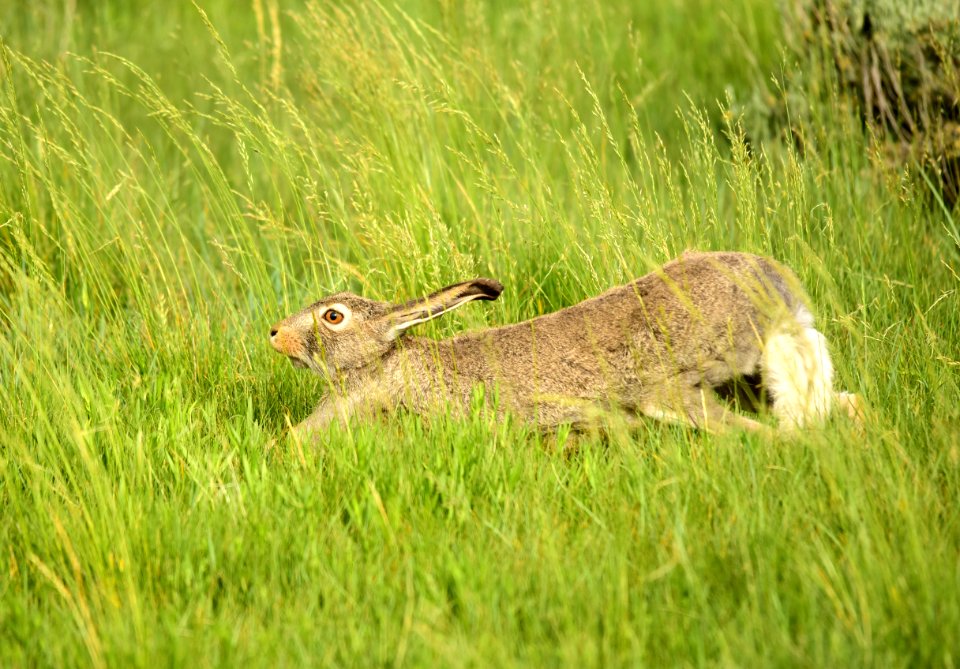 White-tailed jackrabbit at Arapaho National Wildlife Refuge