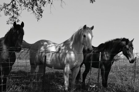 Stallion farm equestrian photo