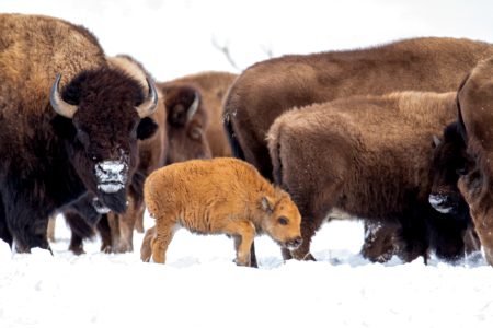 A Baby Bison in Winter