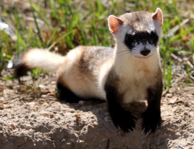 Black Footed Ferret photo