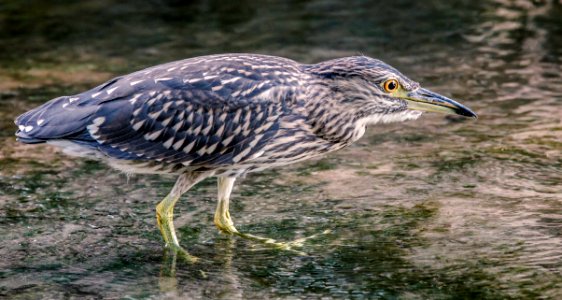 Night Heron Juvenile