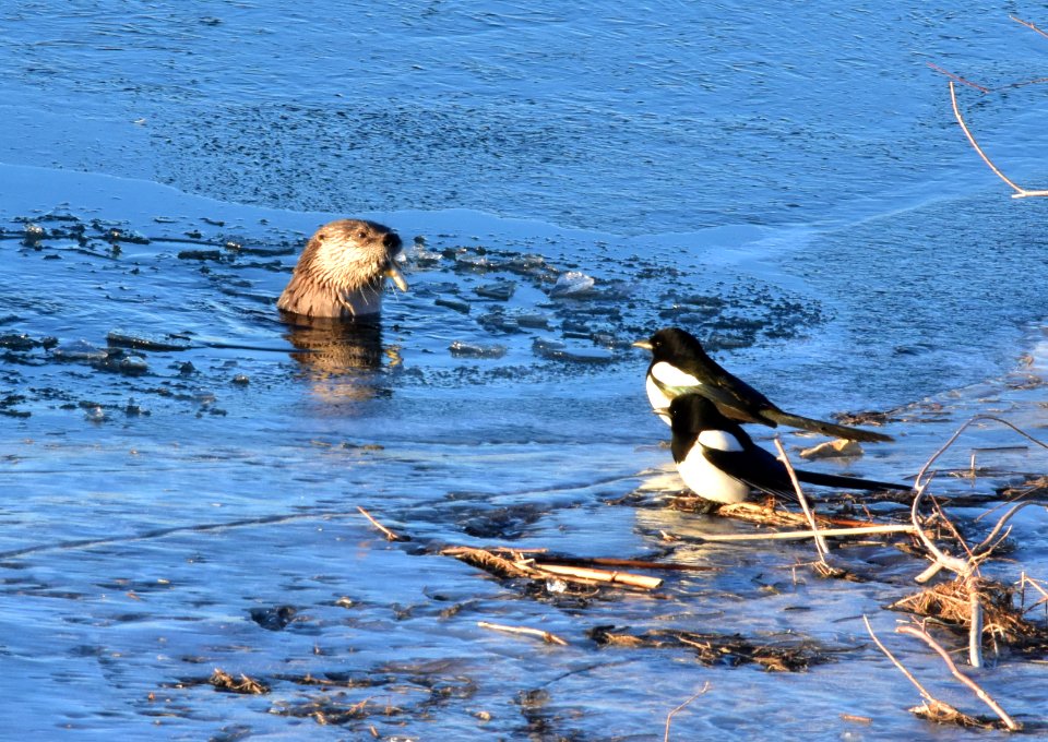 North American river otters at Seedskadee National Wildlife Refuge