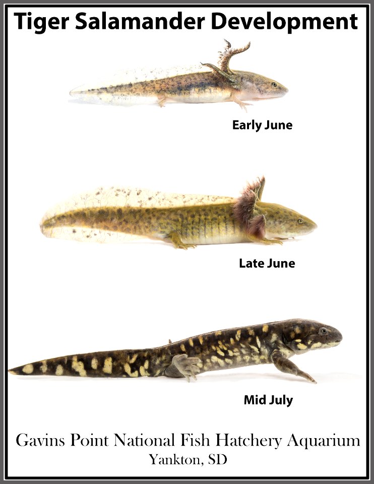 Tiger salamander development collage