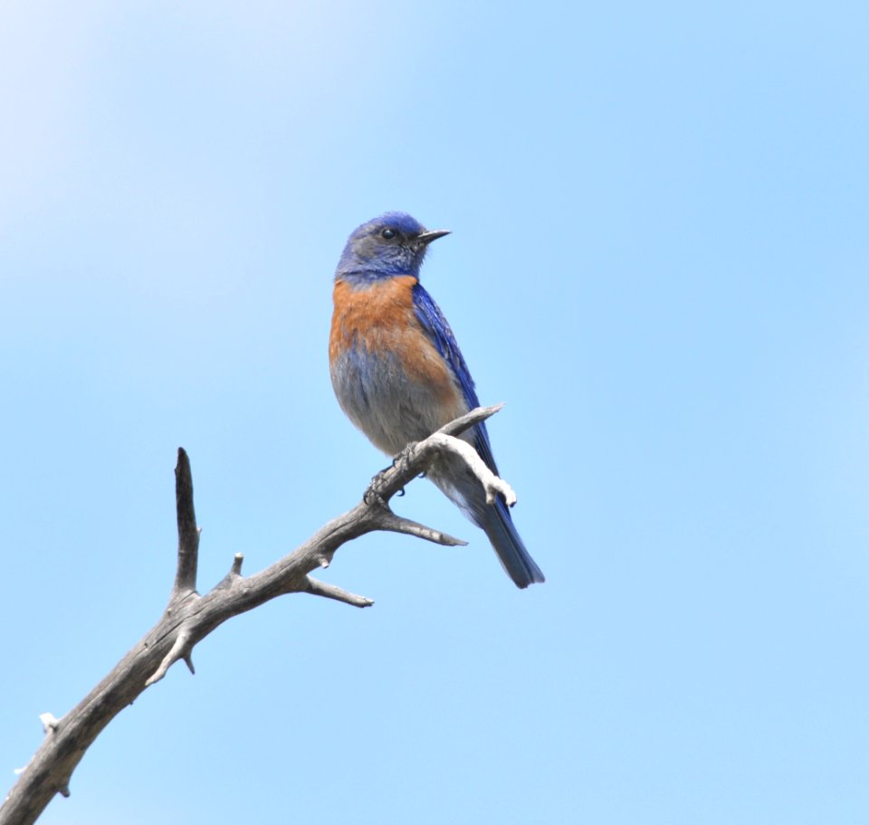 Western Bluebird, Scott Somershoe
