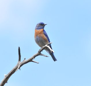 Western Bluebird, Scott Somershoe photo