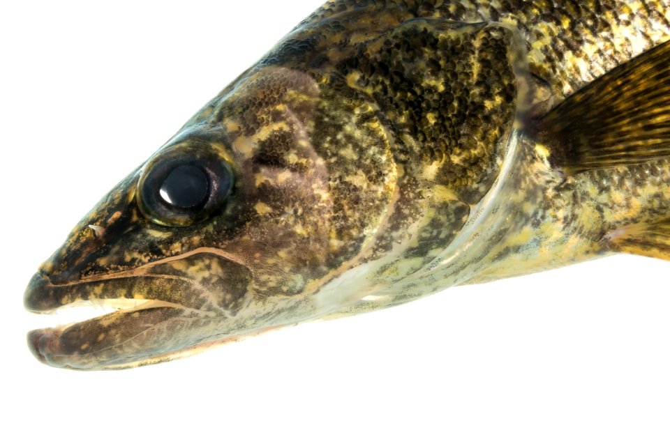 Walleye