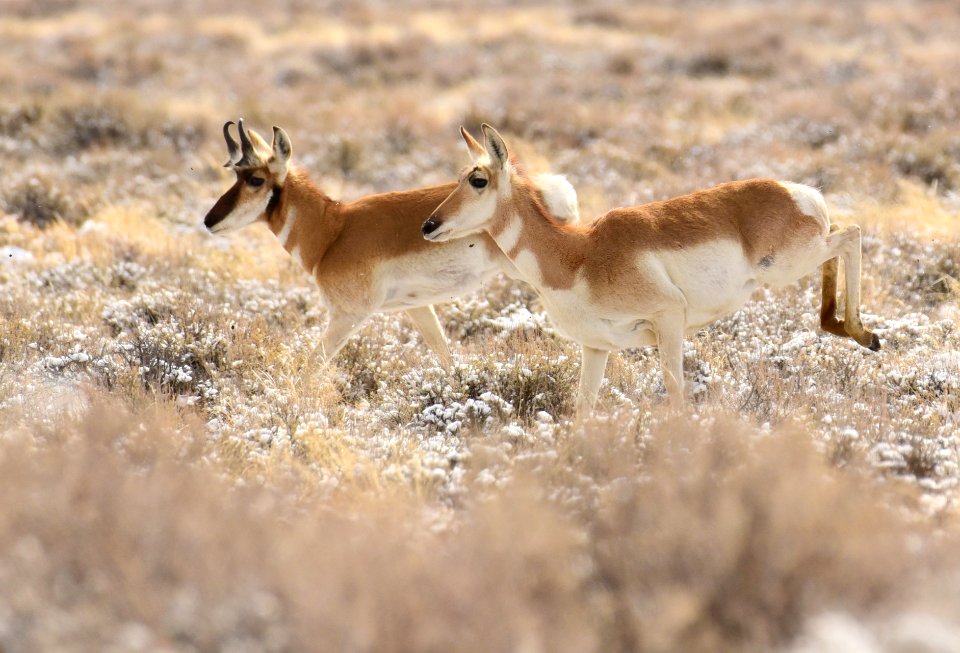 Pronghorn at Seedskadee National Wildlife Refuge