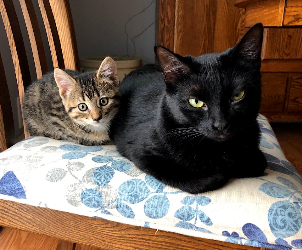 2020/366/316 Double Cat Stare Down