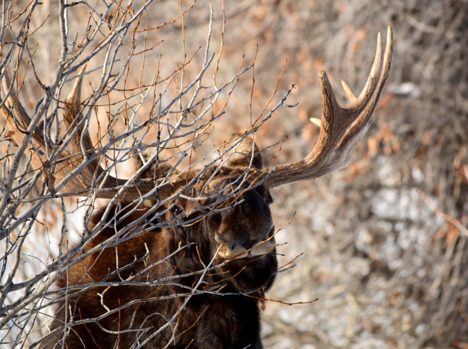 Moose at Seedskadee National Wildlife Refuge