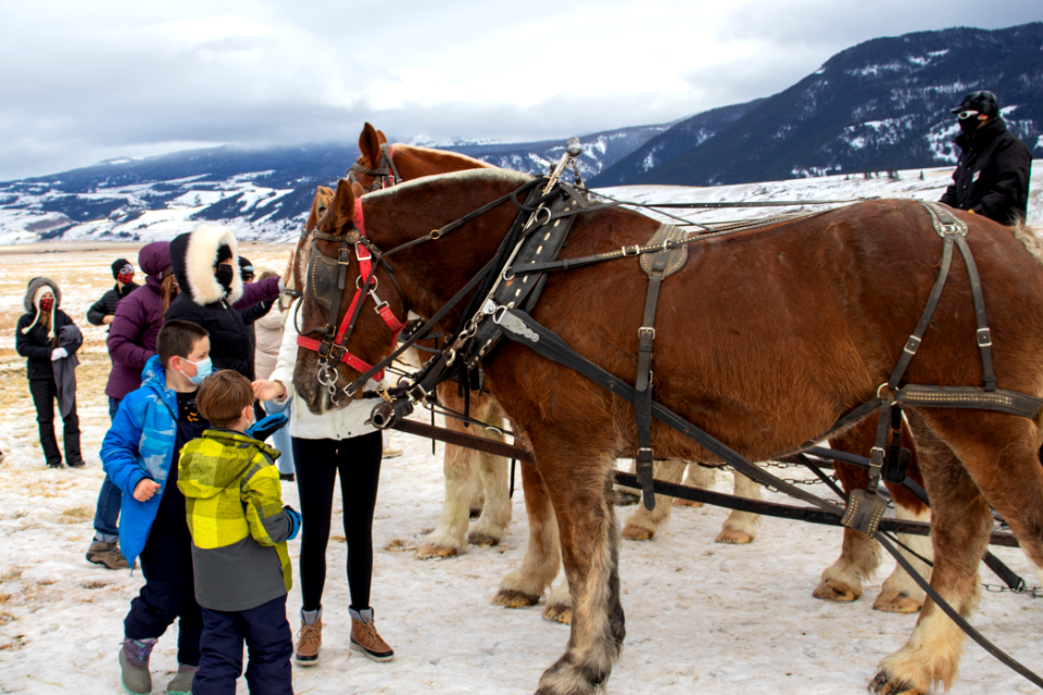 Sleigh Rides on the National Elk Refuge