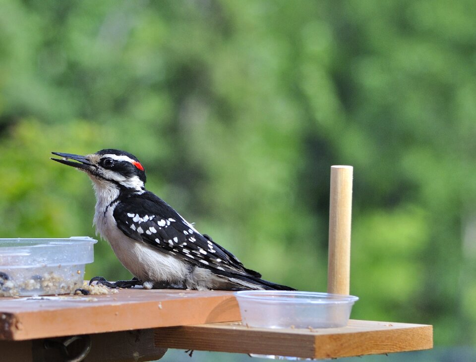 Wildlife nature fowl