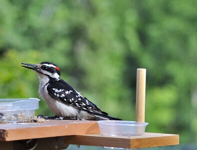 Wildlife nature fowl