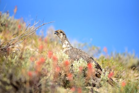Greater sage-grouse at Seedskadee National Wildlife Refuge