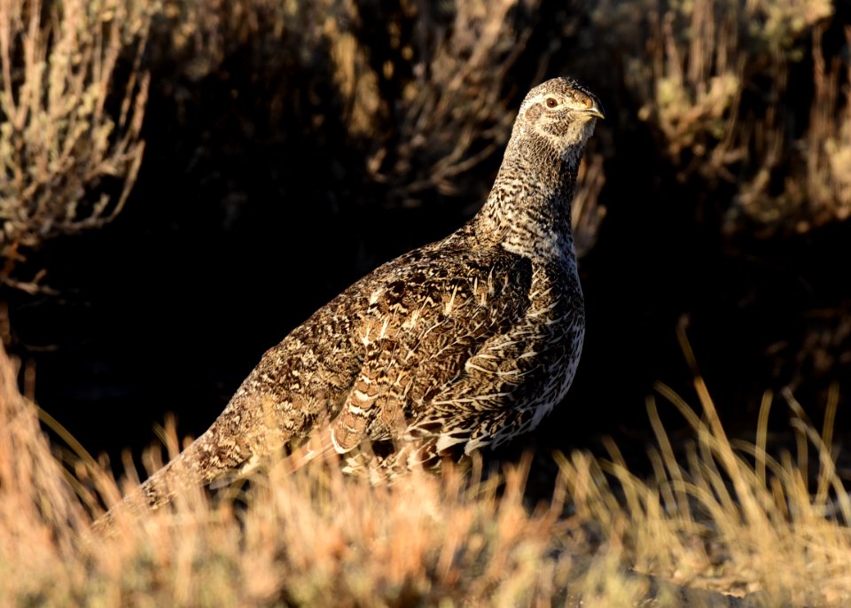 Greater sage-grouse at Seedskadee National Wildlife Refuge