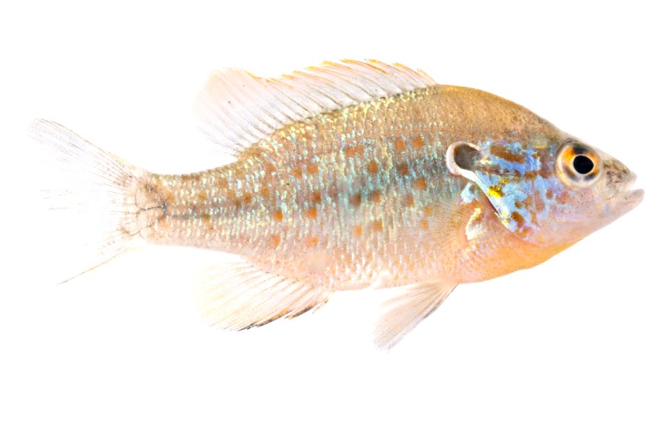 Orangespotted Sunfish (Lepomis humilis)