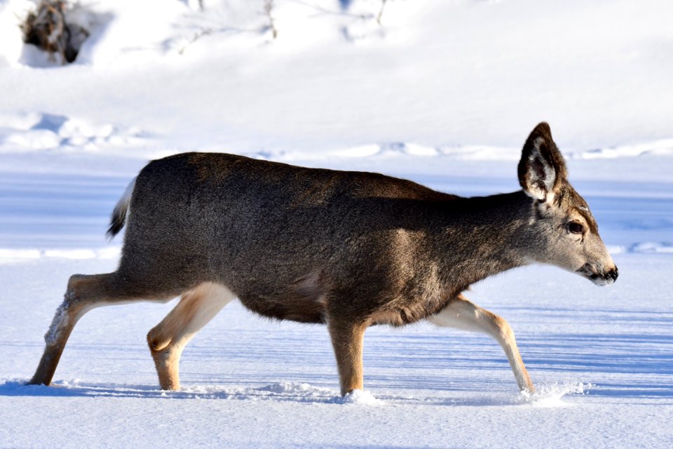 National Elk Refuge