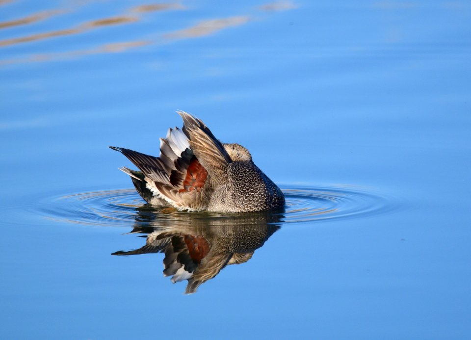 Gadwall on Seedskadee National Wildlife Refuge