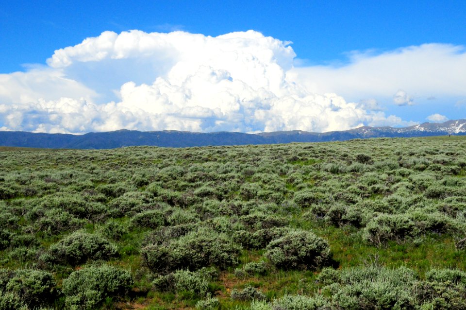 Sage steppe at Arapaho National Wildlife Refuge