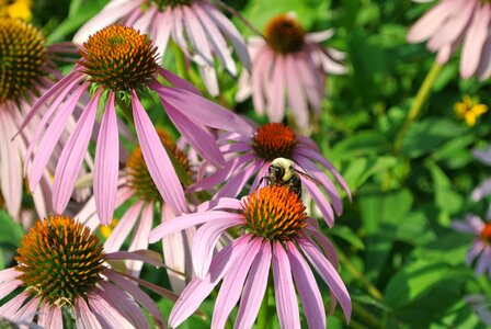 Nature purple bee photo