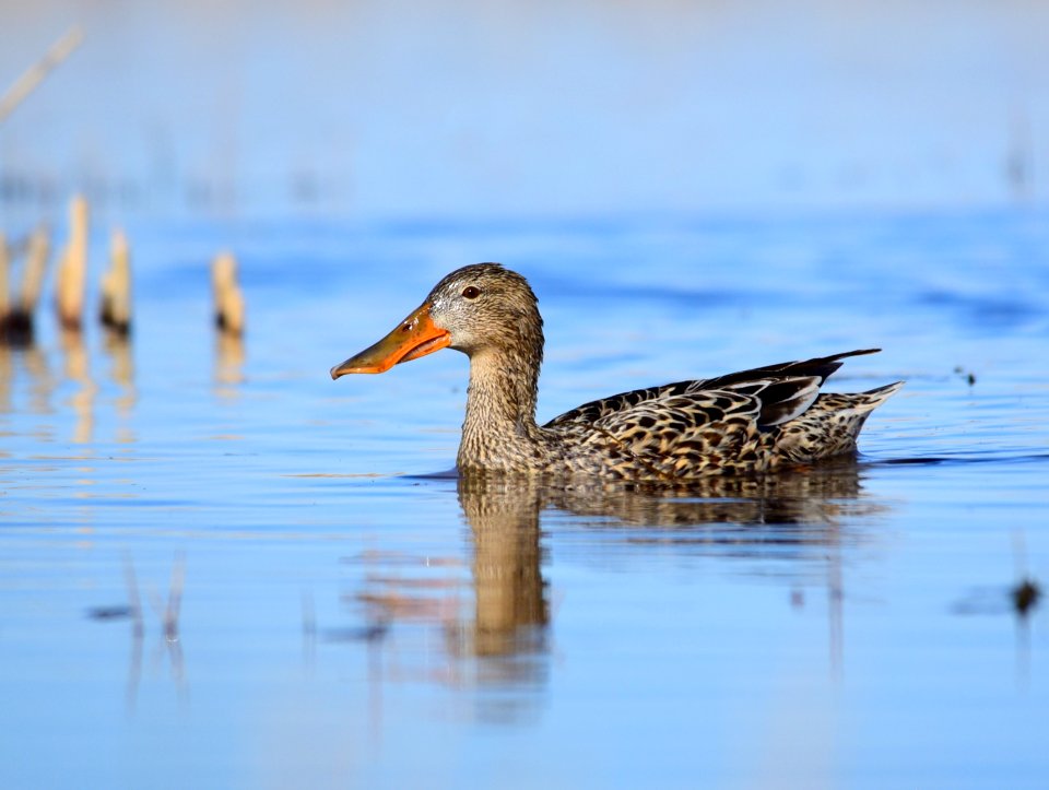 Northern shoveler on Seedskadee National Wildlife Refuge