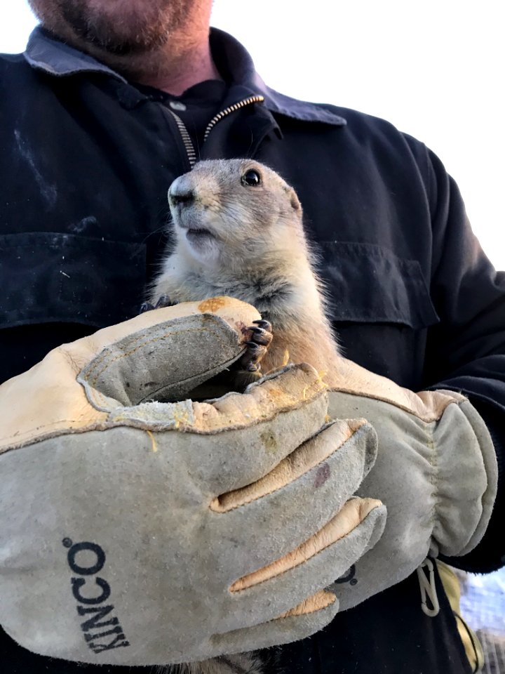 Prairie Dog posing