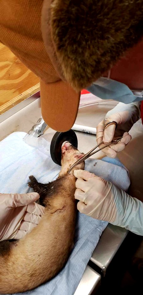 Black Footed Ferret Check Up