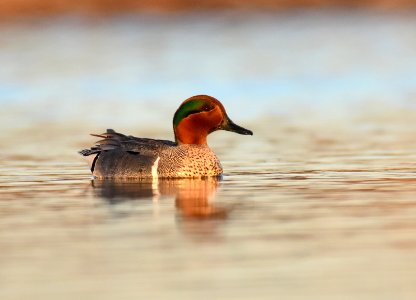Green-winged teal at LaCreek National Wildlife Refuge