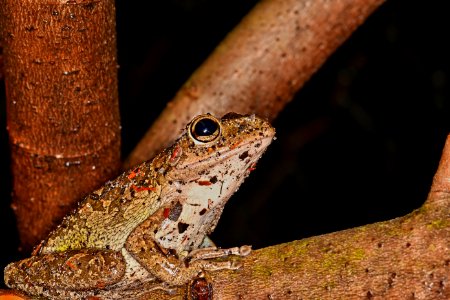 TREE FROG photo