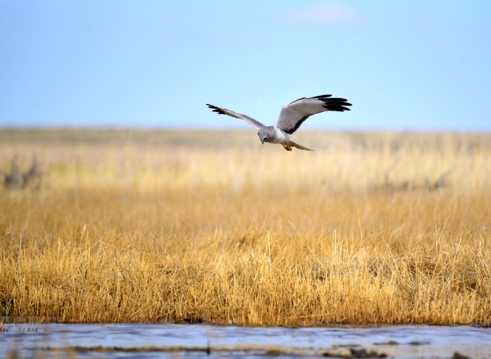 Northern harrier at Seedskadee National Wildlife Refuge
