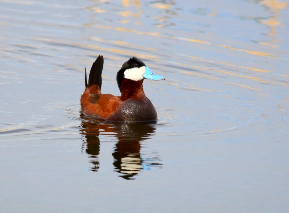 Ruddy duck at Seedskadee National Wildlife Refuge