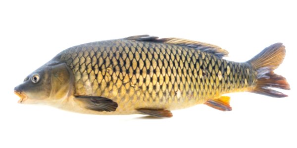 Common Carp (Cyprinus carpio) photo