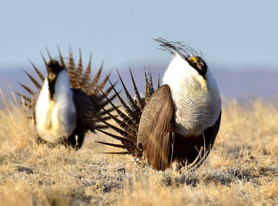 Greater sage-grouse near Seedskadee National Wildlife Refuge