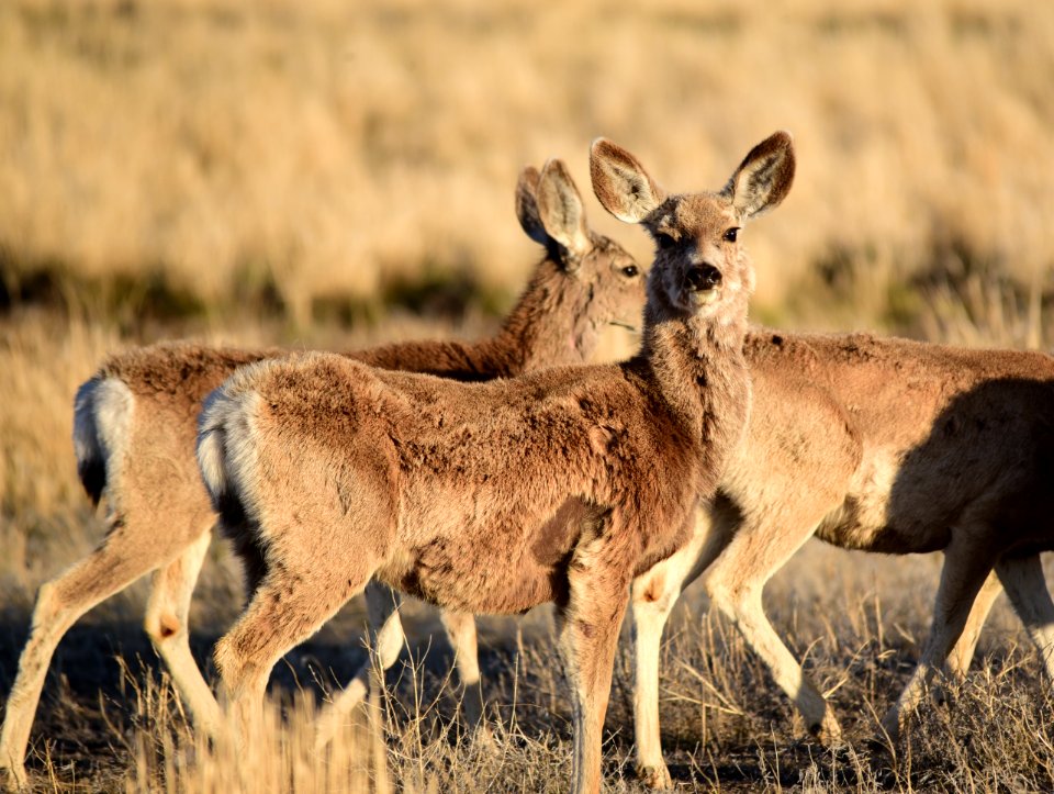 Mule deer at Seedskadee National Wildlife Refuge