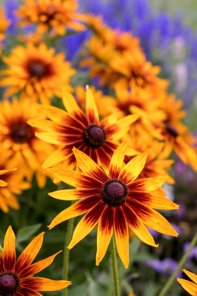 2 Pollinator Garden at Gavins Point NFH
