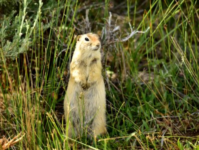 Wyoming ground squirrel at Arapaho National Wildlife Refuge photo