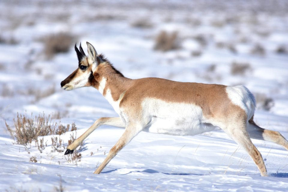 Pronghorn at Seedskadee National Wildlife Refuge