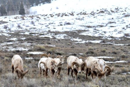 Bighorn Sheep Rams photo
