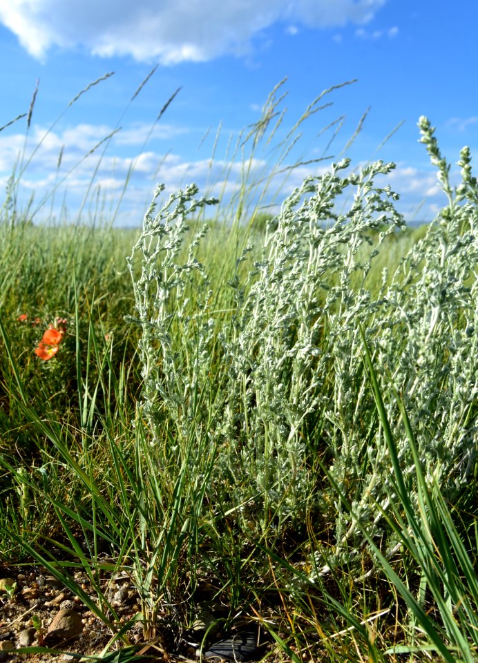 Fringed sage (Artemesia frigida) on Arapaho National Wildlife Refuge