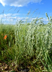Fringed sage (Artemesia frigida) on Arapaho National Wildlife Refuge